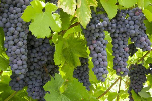 Red Wine Grapes 2