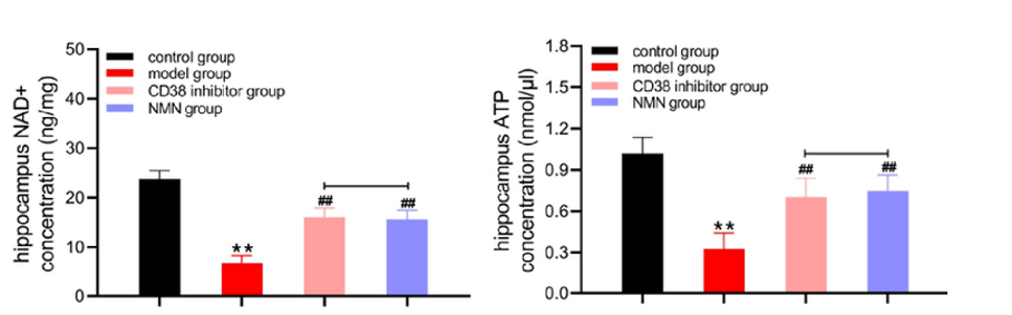 nmn improves cognitive deficits in alzheimer 2