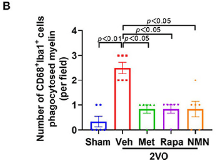 nmn metformin rapamycin 3