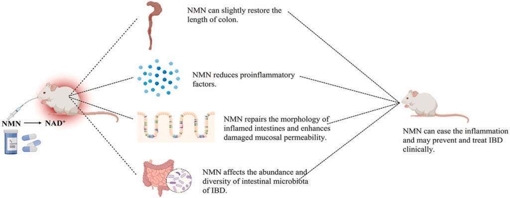 nmn inflamatory bowel disease 1 1