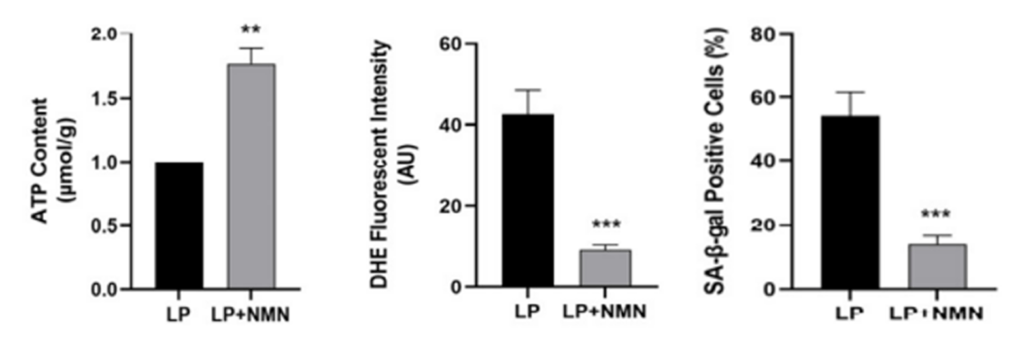 nmn rejuvenates stem cells and mitochondria 1