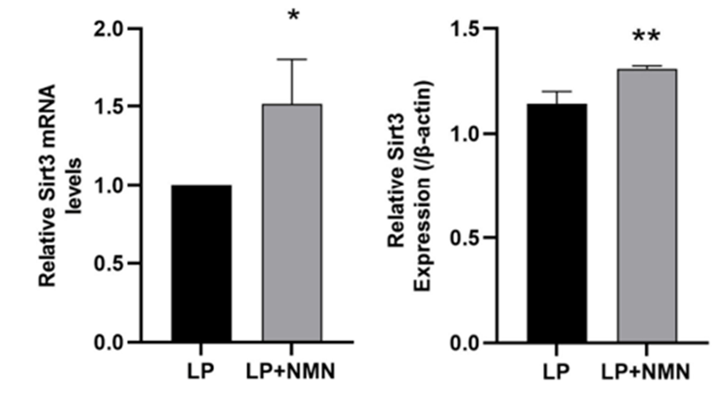 nmn rejuvenates stem cells and mitochondria 2