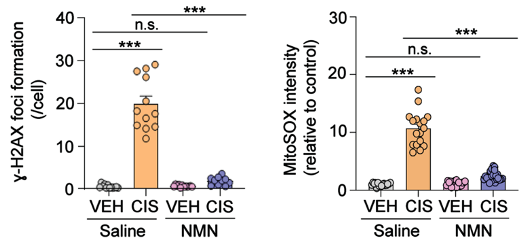 nmn protects against chemo induced mitochondrial dysfunction 1