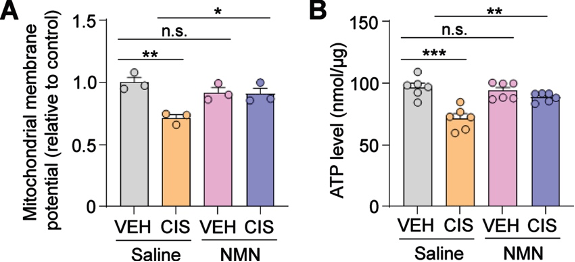 nmn protects against chemo induced mitochondrial dysfunction 2