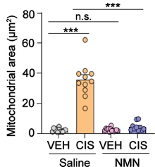 nmn protects against chemo induced mitochondrial dysfunction 3