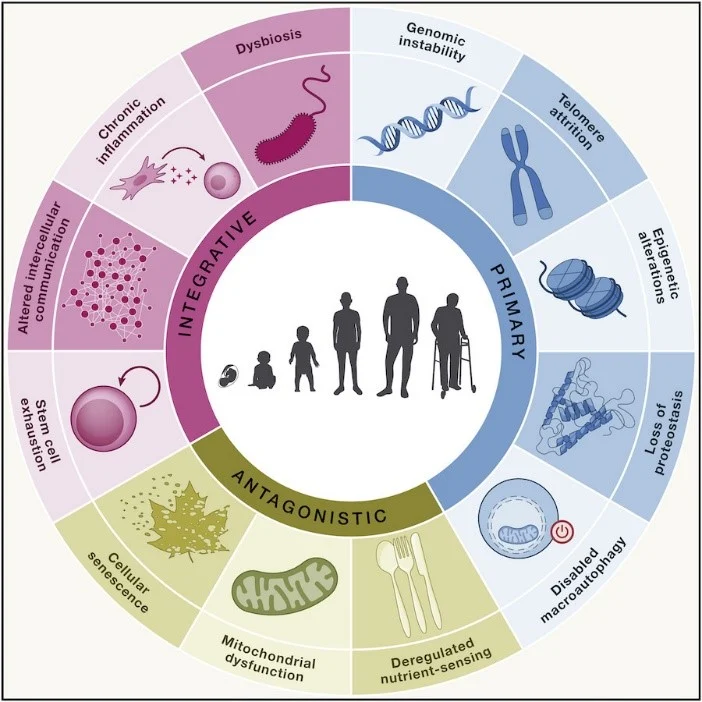 9 hallmarks of aging